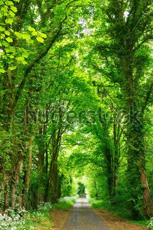 Каталог Фотообои парк:  | Wall-Style