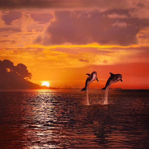 Каталог Фотообои закат на море:  | Wall-Style