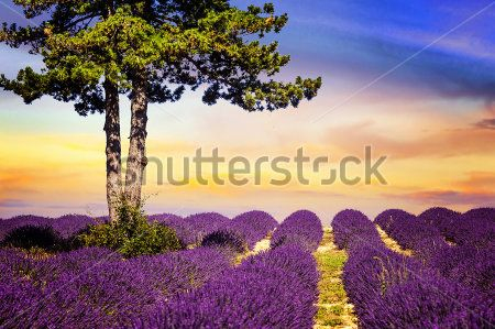 Каталог Фотообои поле:  | Wall-Style