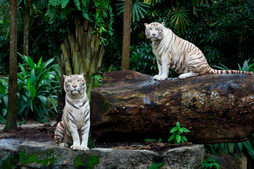 Каталог Фотообои два белых тигра:  | Wall-Style
