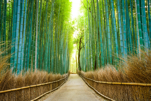 Каталог Картина тропа с бамбуком: Природа | Wall-Style