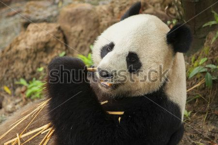 Каталог Фотообои панда:  | Wall-Style