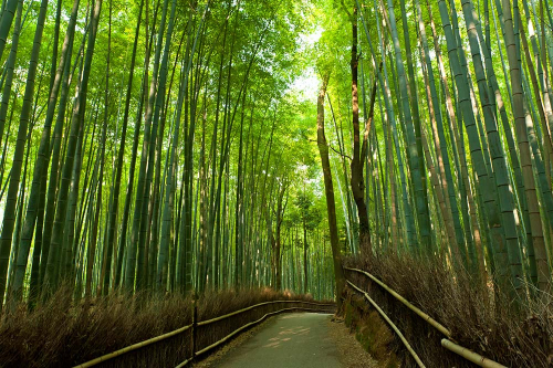 Каталог Картина бамбуковый мост: Природа | Wall-Style