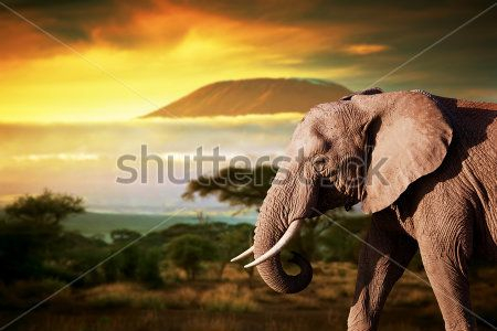 Каталог Фотообои слон:  | Wall-Style