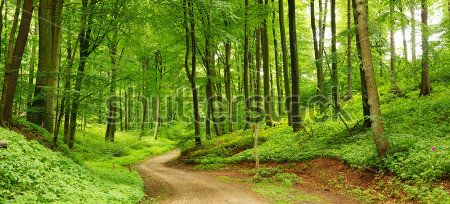 Каталог Фотообои лес:  | Wall-Style