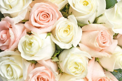 Каталог Фотообои нежные розы:  | Wall-Style