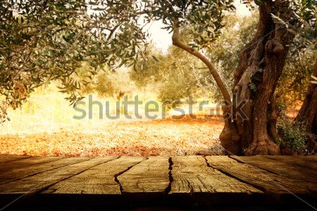 Каталог Картина лес: Природа | Wall-Style