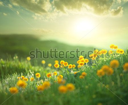 Каталог Фотообои поле:  | Wall-Style