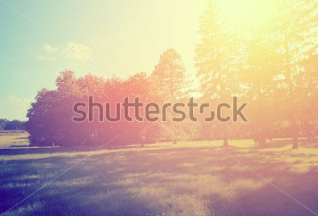 Каталог Картина лес: Природа | Wall-Style