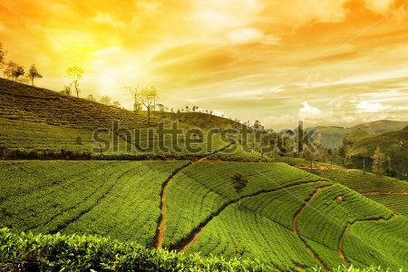 Каталог Фотообои горная поляна:  | Wall-Style