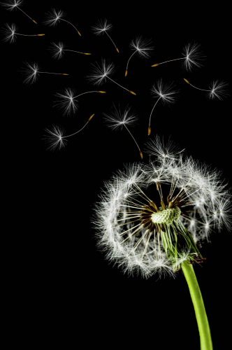 Одуванчик на черном фоне