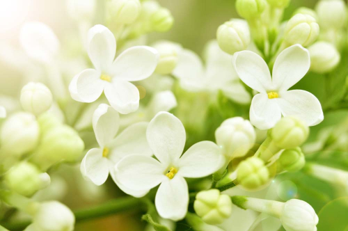 Каталог Фотообои белая сирень:  | Wall-Style