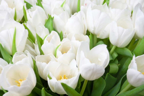Каталог Картина белые тюльпаны: Цветы и растения | Wall-Style