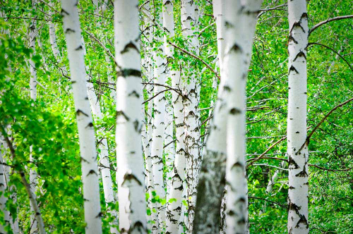 Каталог Фотообои стволы деревьев:  | Wall-Style