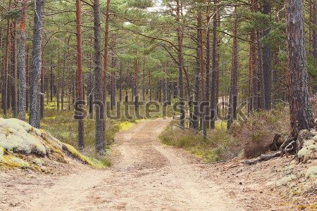 Каталог Фотообои лес:  | Wall-Style