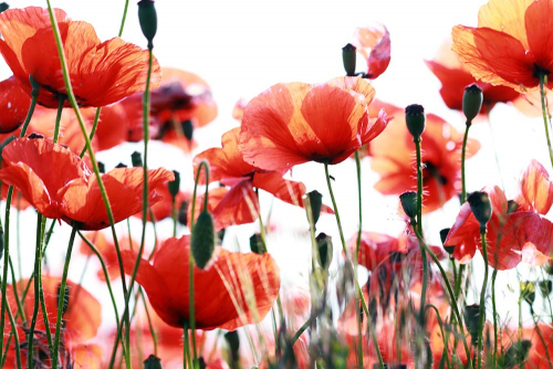 Каталог Фотообои маки на высоких ножках:  | Wall-Style