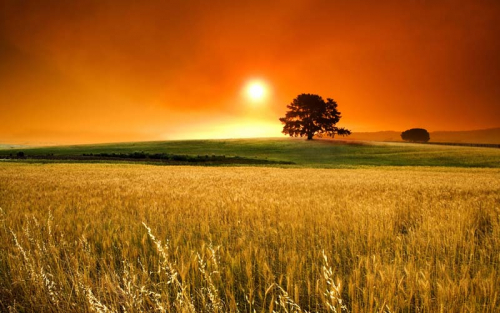 Каталог Картина закат в поле: Природа | Wall-Style