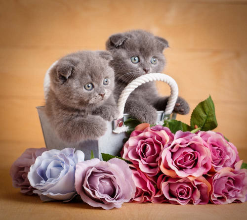 Каталог Фотообои розы с котиками:  | Wall-Style