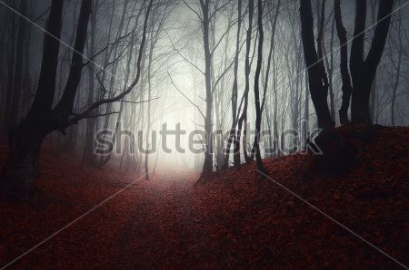 Каталог Картина лес: Природа | Wall-Style