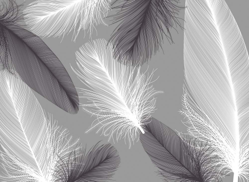 Каталог Фотообои перья чб:  | Wall-Style
