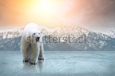 Каталог Картина белые медведи: Животные | Wall-Style