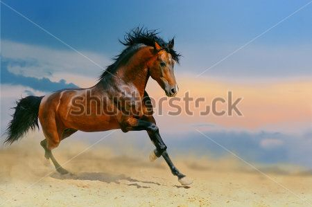 Каталог Фотообои лошадь:  | Wall-Style