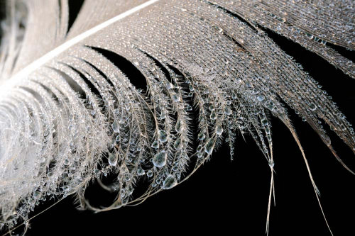 Каталог Фотообои перья на черном фоне:  | Wall-Style