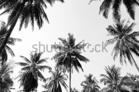 Каталог Фотообои пальмы:  | Wall-Style