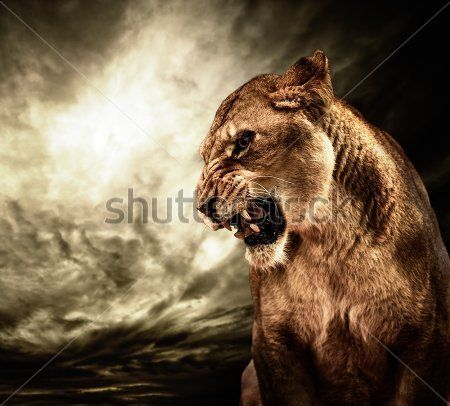 Каталог Фотообои лев во гневе:  | Wall-Style