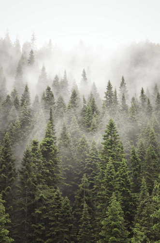 Каталог Фотообои утренний лес в тумане:  | Wall-Style