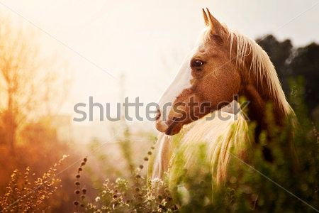 Каталог Фотообои лошадь:  | Wall-Style
