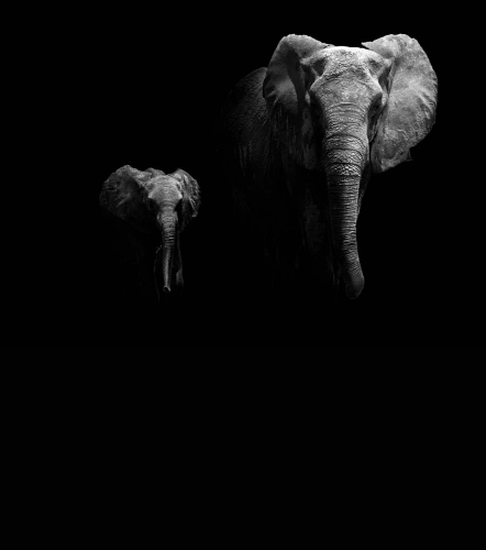 Каталог Фотообои два слона:  | Wall-Style