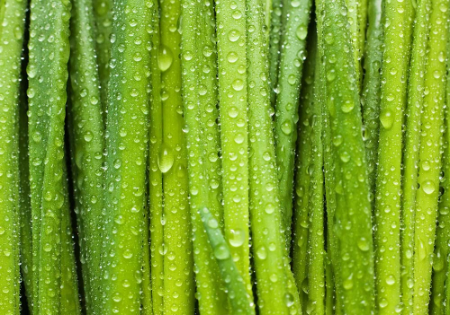 Каталог Картина трава в ряд: Природа | Wall-Style