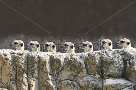 Каталог Фотообои суслики:  | Wall-Style