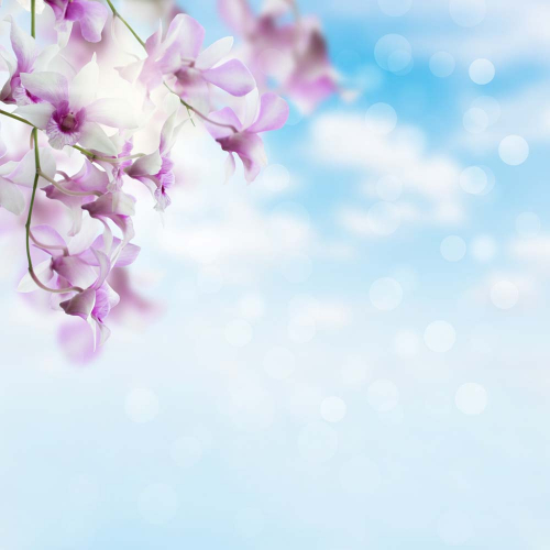 Каталог Картина магнолии на фоне неба: Цветы и растения | Wall-Style