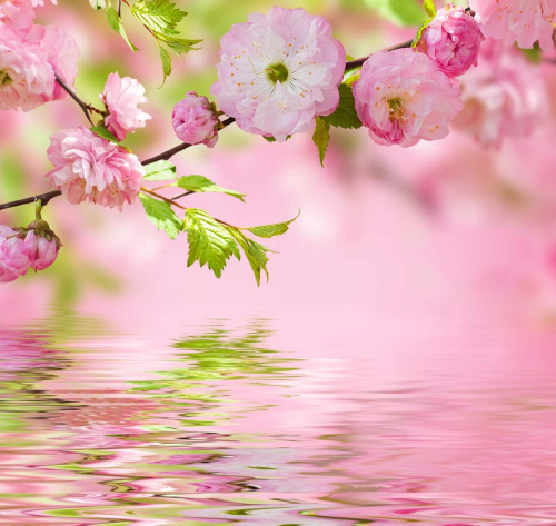 Каталог Фотообои цветы сакуры над водой:  | Wall-Style