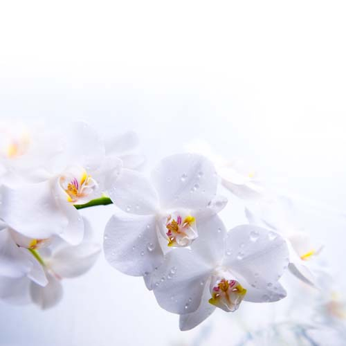 Каталог Фотообои цветки орхидеи с капельками воды:  | Wall-Style