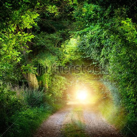 Каталог Картина дорожка в лесу: Фэнтези | Wall-Style