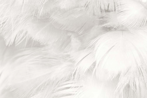 Каталог Фотообои перья:  | Wall-Style