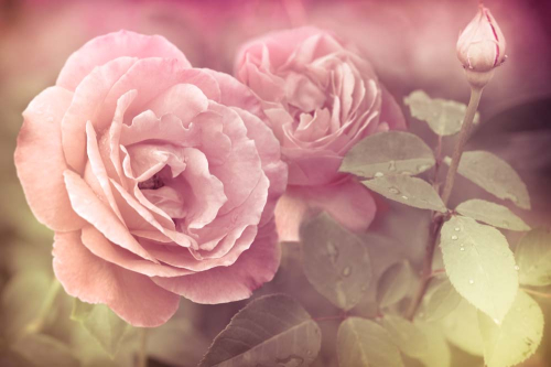 Каталог Фотообои нежная роза:  | Wall-Style