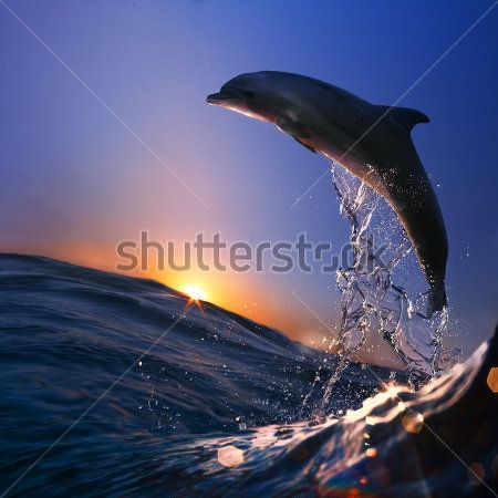 Каталог Фотообои дельфин на закате:  | Wall-Style