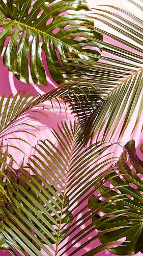 Каталог Фотообои монстера с пальмовым листом:  | Wall-Style
