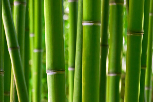 Каталог Картина бамбук: Природа | Wall-Style