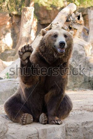 Каталог Картина медведь: Животные | Wall-Style