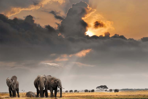 Каталог Фотообои слоны:  | Wall-Style