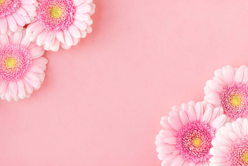 Каталог Фотообои розовые хризантемы:  | Wall-Style