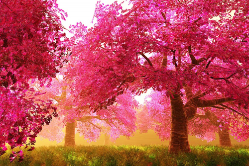 Каталог Картина розовые цветы: Природа | Wall-Style