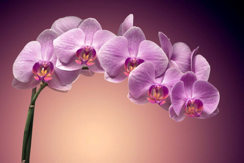 Каталог Фотообои орхидеи лилового цвета:  | Wall-Style