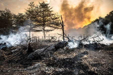 Каталог Картина лес: Природа | Wall-Style