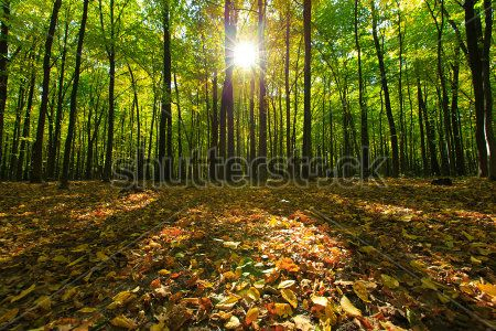 Каталог Фотообои лес:  | Wall-Style